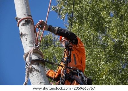 Tree Surgeon. Tree removal, Birch removal.