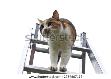 tricolor cat sitting on the stairs Royalty-Free Stock Photo #2359667193