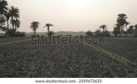 Pictures of beautiful rice fields view