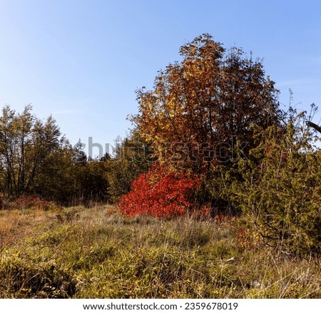 The natural landscape of Skocjanske Park overgrown with European smoke tree , Cotinus coggygria, and steppe herbs