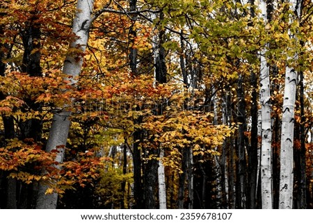 Fall foliage in New England, USA