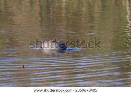 Goose in reserve of Sentina