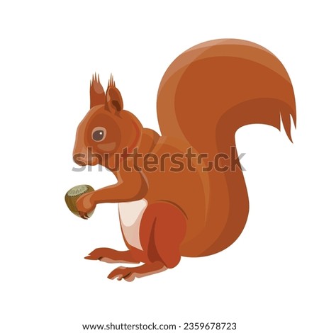 Red squirrel holding a hazelnut. Vector illustration in a realistic style isolated on a white background Royalty-Free Stock Photo #2359678723