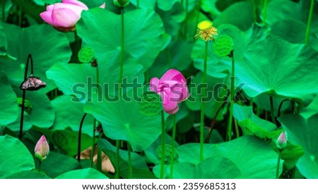 Pink lotus flowers alternating with green leaves. The background is blurred.