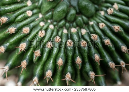 Full frame shot of the spines of Gymnocalycium Mihanovichii cristata cactus. This is an unusual mutation which results in the growth of a large fan-shaped crest.