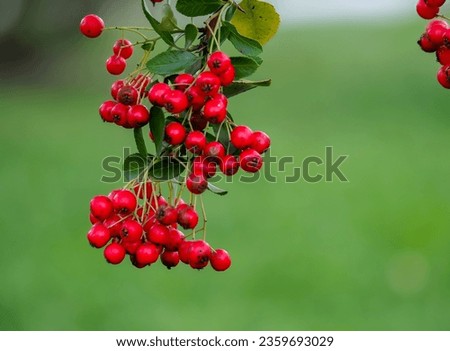 scarlet firefly,Pyracantha coccinea, a deciduous shrub of the Rosaceae family, a thorny evergreen with red ornamental fruits in a natural habitat on a blurred background