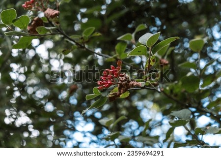 It resembles a type of viburnum that has entered the fruiting period. It could be the wayfaring tree aka mealytree. (Viburnum Lantana?) Royalty-Free Stock Photo #2359694291