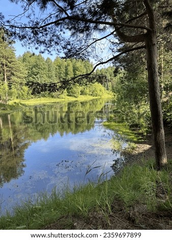 Summer landscape. Quiet river. Nature. Trees. Pond. Les. Coast. Pine trees. Sunny, clear day. Photo
