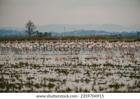 flock of flamingos flying at sunset
