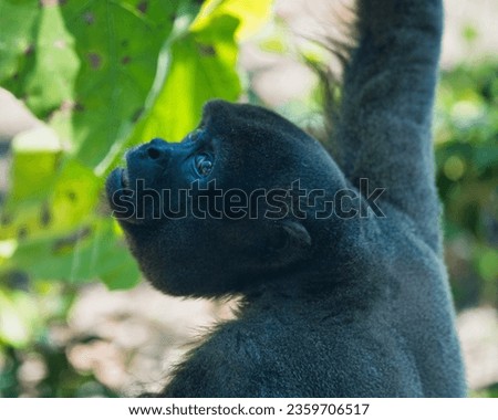 The common woolly monkey in the Paris zoologic park, formerly known as the Bois de Vincennes, 12th arrondissement of Paris, which covers an area of 14.5 hectares
