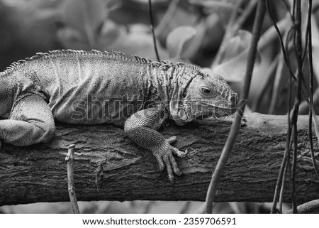 Black and white green iguana or Common iguana in the Paris zoologic park, formerly known as the Bois de Vincennes, 12th arrondissement of Paris, which covers an area of 14.5 hectares Royalty-Free Stock Photo #2359706591