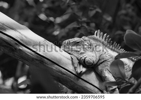 Black and white green iguana or Common iguana in the Paris zoologic park, formerly known as the Bois de Vincennes, 12th arrondissement of Paris, which covers an area of 14.5 hectares in the Paris zool Royalty-Free Stock Photo #2359706595