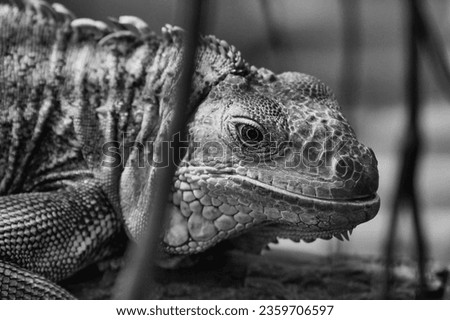 Black and white green iguana or Common iguana in the Paris zoologic park, formerly known as the Bois de Vincennes, 12th arrondissement of Paris, which covers an area of 14.5 hectares in the Paris zool Royalty-Free Stock Photo #2359706597
