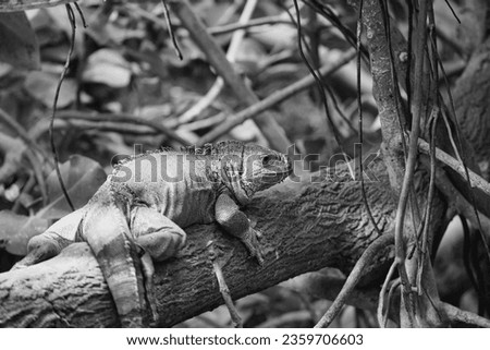 Black and white green iguana or Common iguana in the Paris zoologic park, formerly known as the Bois de Vincennes, 12th arrondissement of Paris, which covers an area of 14.5 hectares Royalty-Free Stock Photo #2359706603