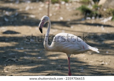 Greater flamingo in the Paris zoologic park, formerly known as the Bois de Vincennes, 12th arrondissement of Paris, which covers an area of 14.5 hectare