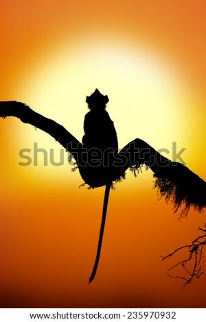 Silhouette of a one monkey in sunset