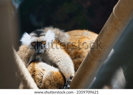  lemurs of Andasibe-Mantadia in the Paris zoologic park, formerly known as the Bois de Vincennes, 12th arrondissement of Paris, which covers an area of 14.5 hectares Royalty-Free Stock Photo #2359709621