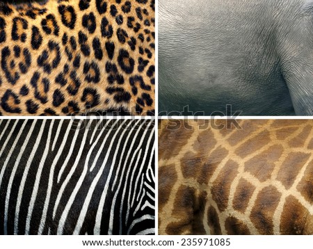 Animal skin texture (leopard, zebra, elephant, giraffe)