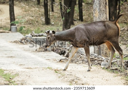 Sambar Deer at the water body quenching thirst at Pench National Park with beautiful background