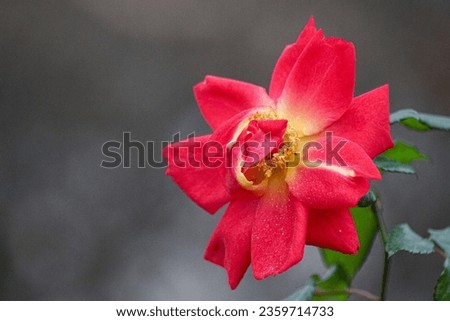 Close up of a rose against blurred background 