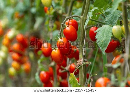 Growing of red salad or sauce tomatoes  on greenhouse plantations in Fondi, Lazio, agriculture in Italy in summer Royalty-Free Stock Photo #2359715437