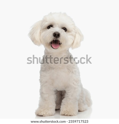 happy little bichon dog sticking out tongue and panting while sitting in front of white background in studio Royalty-Free Stock Photo #2359717523