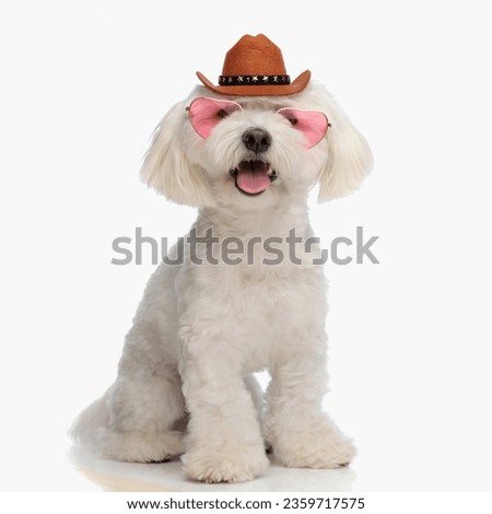 adorable blichon dog with heart sunglasses and sheriff hat sticking out tongue and sitting in front of white background in studio