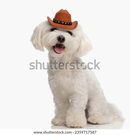 beautiful little bichon dog with cowboy hat sticking out tongue and panting while sitting in front of white background in studio