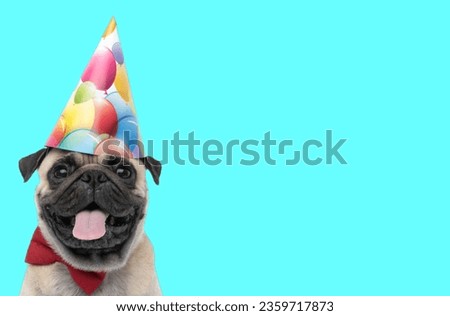 Picture of cute pug dog wearing birthday hat and sticking out tongue in an animal themed photo shoot