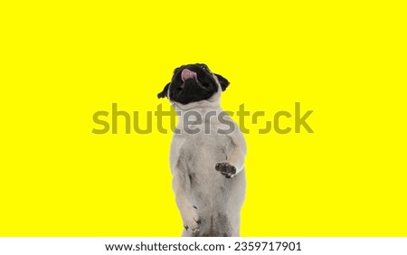 Picture of beautiful pug dog standing on hind legs and panting in an animal themed photo shoot