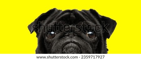 Picture of sweet pug dog making puppy eyes in an animal themed photo shoot