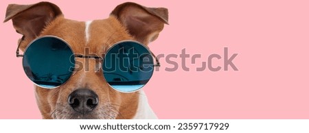 Picture of beautiful jack russell terrier dog wearing cool sunglasses in an animal themed photo shoot
