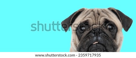 Picture of little pug dog looking at camera scared with tongue out in an animal themed photo shoot
