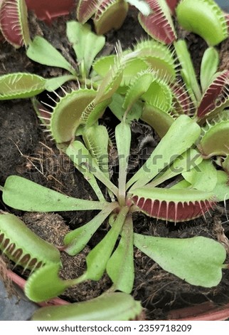 . A venus flytrap . 