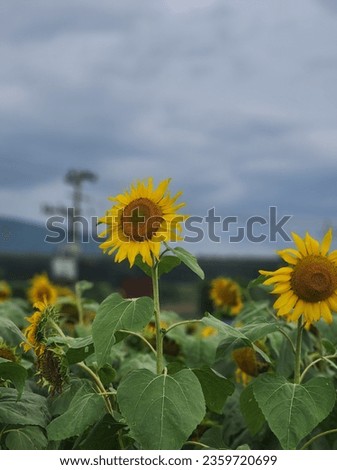 i took this sunflower picture from gundalpett..