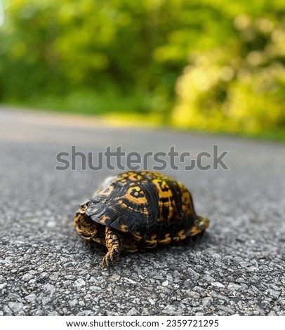 Yellow and black colorful turtle on the road with trees blurred in the background