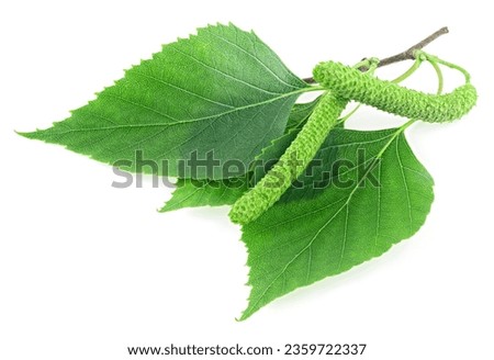 Green birch branch with catkins and green leaves isolated on a white background. Medicine, cosmetology and food processing. Royalty-Free Stock Photo #2359722337