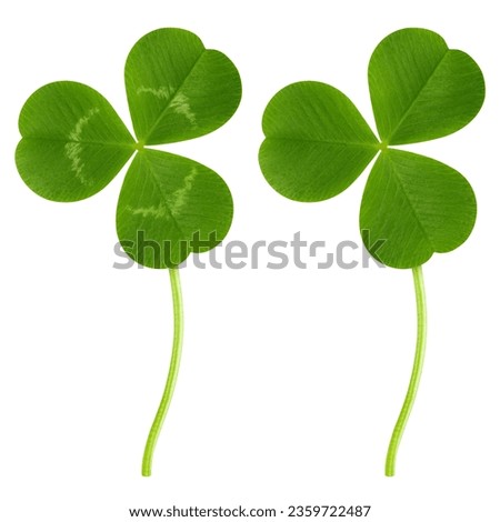 Clover isolated on white background, St. Patrick's Day symbol, clipping path, full depth of field