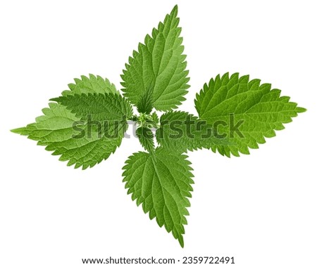 Nettle isolated on white background, clipping path, full depth of field Royalty-Free Stock Photo #2359722491