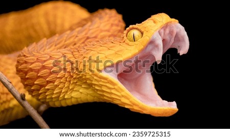 African Bush Viper (Atheris squamigera) with open mouth showing fangs. 