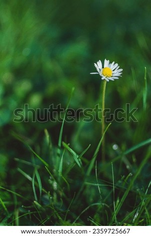 Macro picture of white daisy on green background. Small wildflowers in wild nature. Spring flowers in the field in the morning. Close up shallow depth of field. 