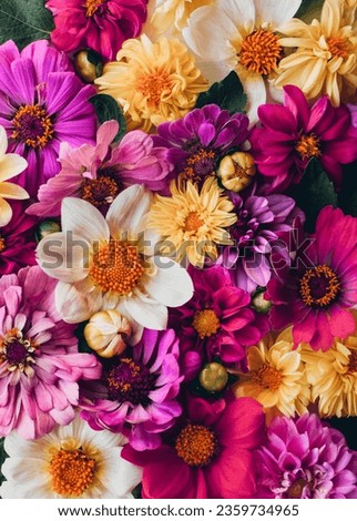 Beautiful colorful zinnia and dahlia flowers in full bloom, close up. Natural summery texture for background.