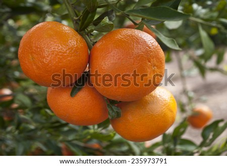 Ripe tangerines on a tree branch