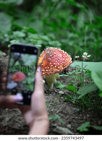 Poisonous fly agaric red mushroom is being photographed by a mobile phone