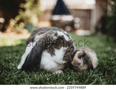 Lop eared French Lop and Holland lop rabbits 