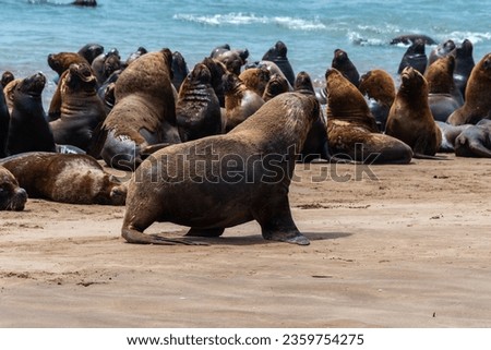 Sea lions on the sand at the shore of the beach.