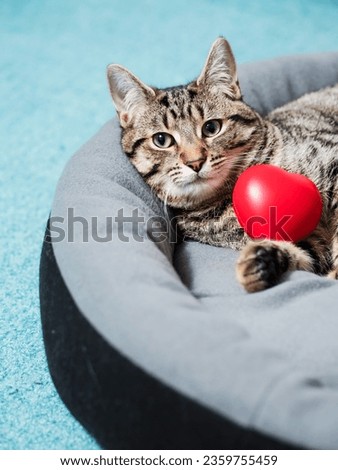 Cute adorable tabby cat posing with red heart symbol of love. Passion for home pet concept. Hot macho male in animal world. Pet owner having fun with pet.