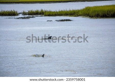 Two Bottlenose dolphins in the Guana River