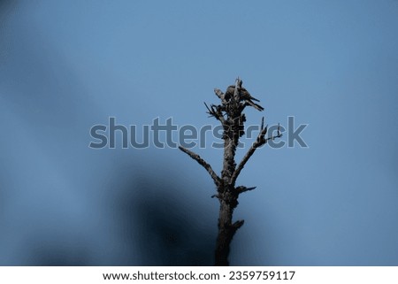Bird on a tree branch.