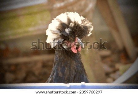 Young Polish Hen Phyllis Diller Royalty-Free Stock Photo #2359760297